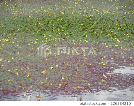 Pia Park Myoden 水庫裡的漂浮繡球花 126284210