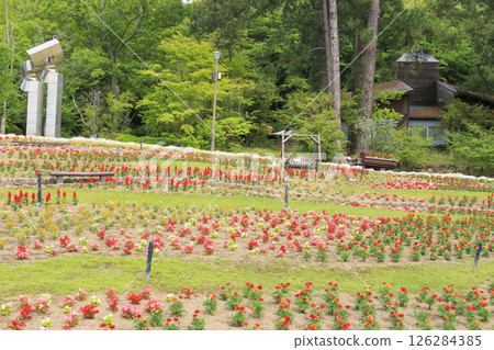 花卉文化園：玫瑰園盛開，春花爛漫 126284385