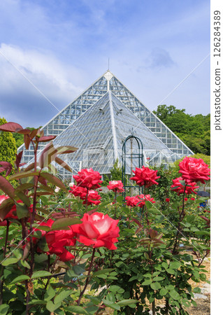 Flower Culture Garden: Rose garden in full bloom and spring flowers 126284389