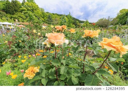 花卉文化園：玫瑰園盛開，春花爛漫 126284395