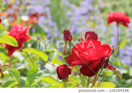 花卉文化園:玫瑰園盛開,春花爛漫 花卉文化園:玫瑰園盛開,春花爛漫 126284396