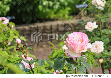 花卉文化園:玫瑰園盛開,春花爛漫 花卉文化園:玫瑰園盛開,春花爛漫 126284397