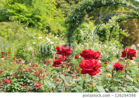Flower Culture Garden: Rose garden in full bloom and spring flowers Flower Culture Garden: Rose garden in full bloom and spring flowers 126284398