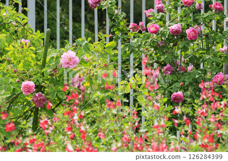 花卉文化園:玫瑰園盛開,春花爛漫 花卉文化園:玫瑰園盛開,春花爛漫 126284399