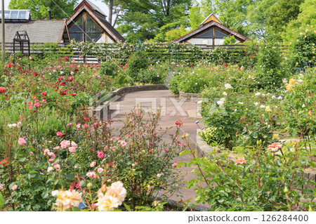 Flower Culture Garden: Rose garden in full bloom and spring flowers 126284400