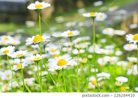 花卉文化園：玫瑰園盛開，春花爛漫 126284410