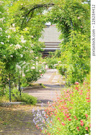 花卉文化園：玫瑰園盛開，春花爛漫 126284412