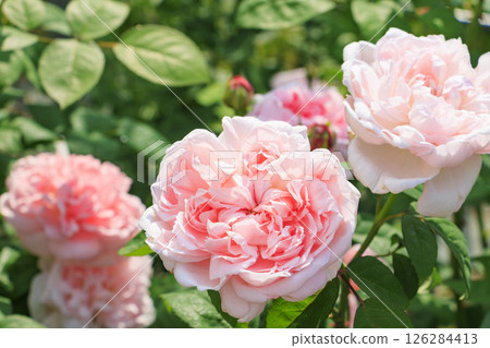 Flower Culture Garden: Rose garden in full bloom and spring flowers Flower Culture Garden: Rose garden in full bloom and spring flowers 126284413