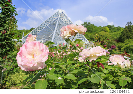 花卉文化園:玫瑰園盛開,春花爛漫 花卉文化園:玫瑰園盛開,春花爛漫 126284421