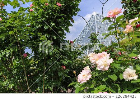 Flower Culture Garden: Rose garden in full bloom and spring flowers Flower Culture Garden: Rose garden in full bloom and spring flowers 126284423