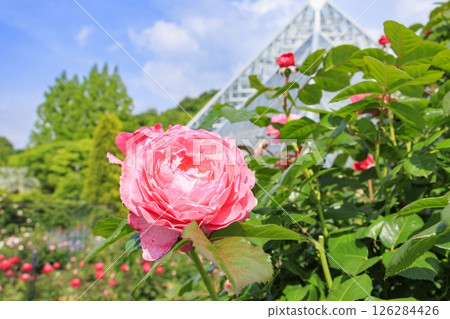花卉文化園:玫瑰園盛開,春花爛漫 花卉文化園:玫瑰園盛開,春花爛漫 126284426