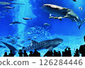 鯨鯊和魚在水族館游泳 126284446