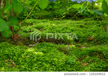 A tranquil garden with beautiful moss 126284622
