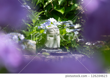 Jizo surrounded by hydrangeas and the colors of early summer Jizo surrounded by hydrangeas and the colors of early summer 126284623