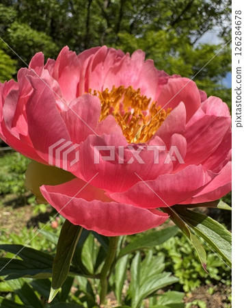 大珊瑚粉色花 大珊瑚粉色花 126284678