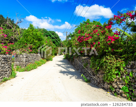 竹富島的三角梅盛開（沖繩縣竹富町） 126284783