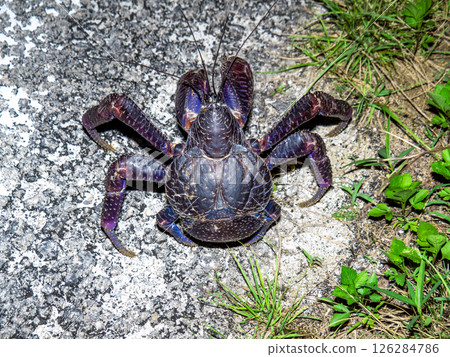 Coconut crab from Taketomi Island (Taketomi Town, Okinawa Prefecture) 126284786