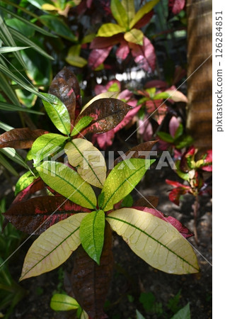 Croton genus (Euphorbiaceae) 126284851