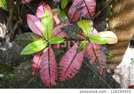 Croton genus (Euphorbiaceae) 126284858