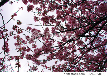 Cherry blossoms looking up 126285013