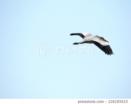 The back of a grey heron flying in the blue sky The back of a grey heron flying in the blue sky 126285015