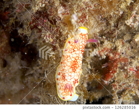 A sea slug in the sea 126285016