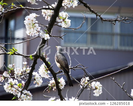 A bulbul perching on a cherry tree 126285018