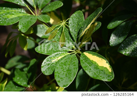 Shefrea Hong Kong (Araliaceae) Shefrea Hong Kong (Araliaceae) 126285164