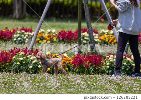 一位女士遛狗時被花包圍的背影 一位女士遛狗時被花包圍的背影 126285221