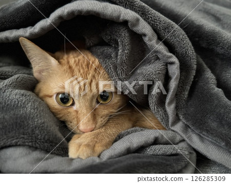 Brown tabby kitten wrapped in a dark grey blanket 126285309