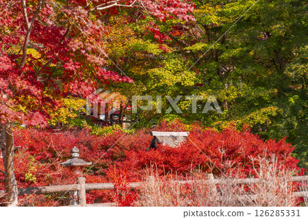 Tanzan Shrine: Haraedosha Shrine surrounded by autumn leaves Tanzan Shrine: Haraedosha Shrine surrounded by autumn leaves 126285331