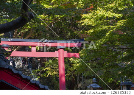 Tanzan Shrine: Torii gates and stone steps surrounded by greenery 126285333