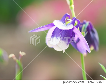 Columbine blooming in the spring garden 126285369