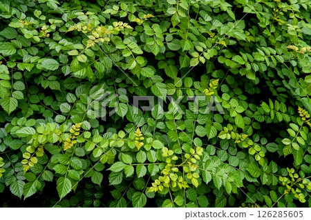 Background‗Grass 126285605