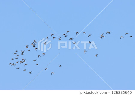 一群鴴在藍天上飛翔 126285640