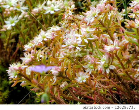 Explore the Vibrant Flora of Durmitor National Park in Montenegro, a Nature Lovers Paradise Explore the Vibrant Flora of Durmitor National Park in Montenegro, a Nature Lovers Paradise 126285733