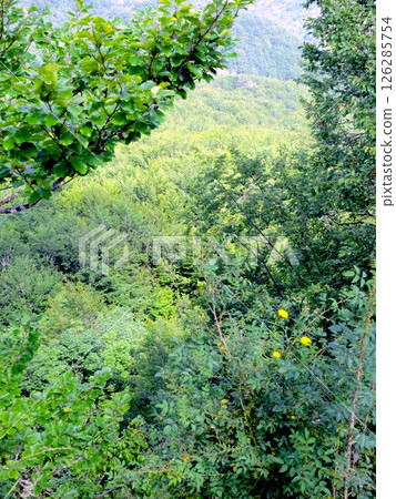 Exploring the Lush Green Mountains of Montenegro in Crna Gora 126285754