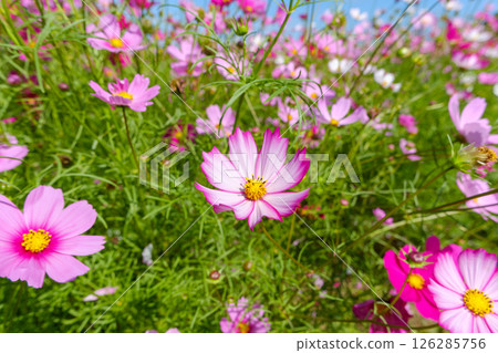 Pink cosmos blooming under the blue sky 126285756