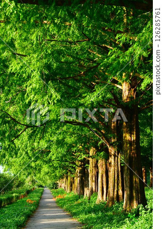 Makino Metasequoia Avenue (Shiga Prefecture) Makino Metasequoia Avenue (Shiga Prefecture) 126285761
