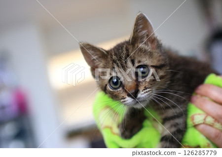 擁抱一隻獲救的貓 126285779