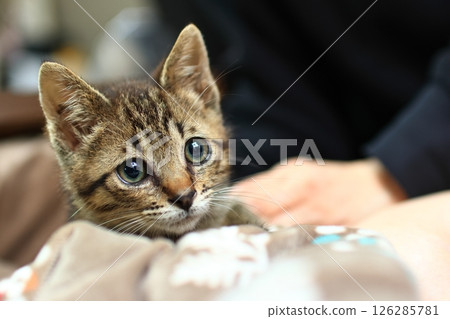 A rescued cat being held by a woman A rescued cat being held by a woman 126285781