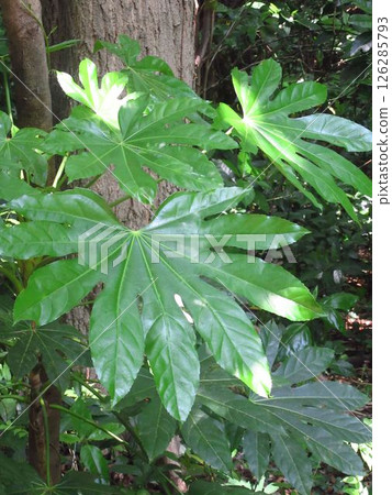 Fatsia at the National Museum of Nature and Science's Institute for Nature Study 126285793