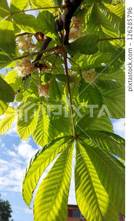 Spring Blossoms Create a Vibrant Display on Chestnut Tree Branches Under Clear Blue Sky 126285796