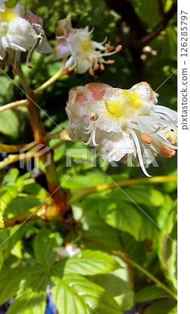 Chestnut Tree Blossoms Emerge in Vibrant Colors During Springtime Growth Chestnut Tree Blossoms Emerge in Vibrant Colors During Springtime Growth 126285797