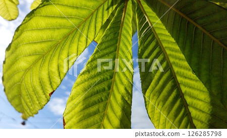 Chestnut Tree Leaves Flourish Under Sunlight in Spring Season With Bright Blue Sky Backdrop Chestnut Tree Leaves Flourish Under Sunlight in Spring Season With Bright Blue Sky Backdrop 126285798