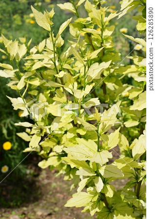 Golden leaves of Rose of Sharon (Malvaceae) 126285890