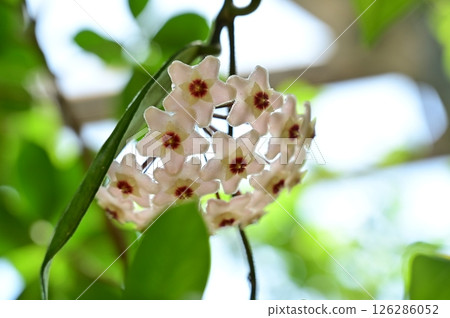 Banyan (Moraceae) Ficus flower in full bloom 126286052