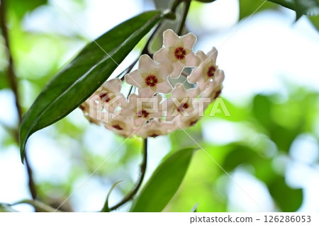 Banyan (Moraceae) Ficus flower in full bloom 126286053
