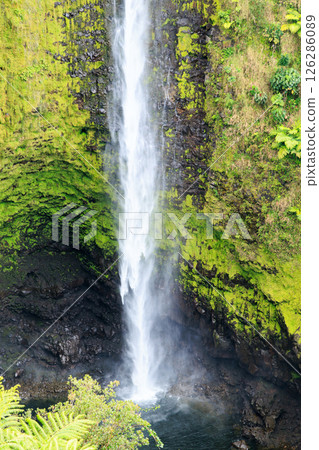 Akaka Falls State Park, Akaka Falls, Big Island, Hawaii 126286089