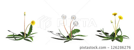 wild field grass with a shadow under it, isolated on a transparent background, 3D illustration, cg render wild field grass with a shadow under it, isolated on a transparent background, 3D illustration, cg render 126286276